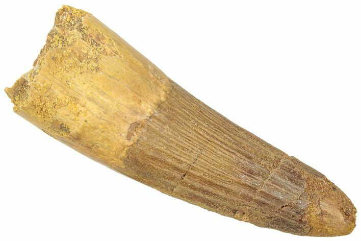 Fossil Spinosaurus Tooth - Real Dinosaur Tooth #312914
